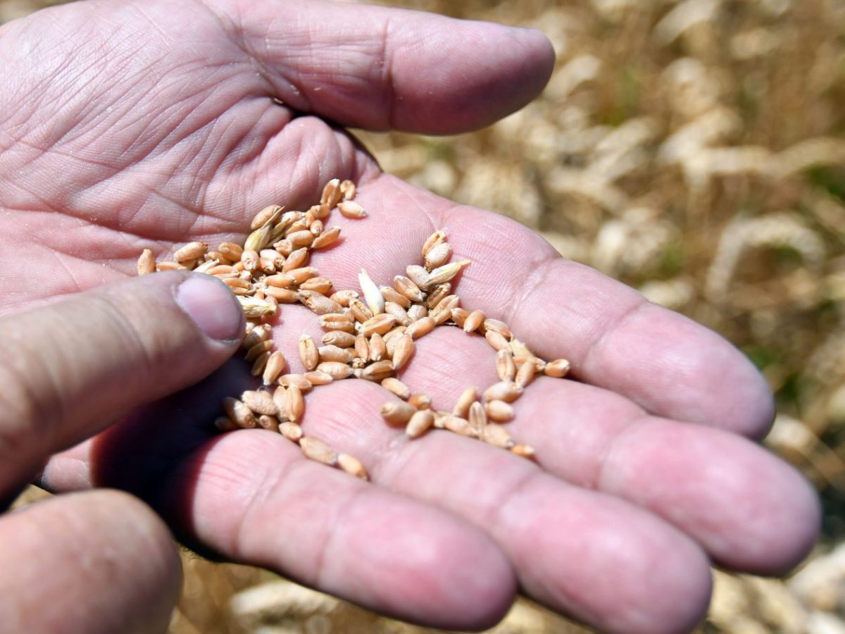 Pšenica je najlacnejšia za 3,5 roka, v Európe ale cenu nezráža len Ukrajina