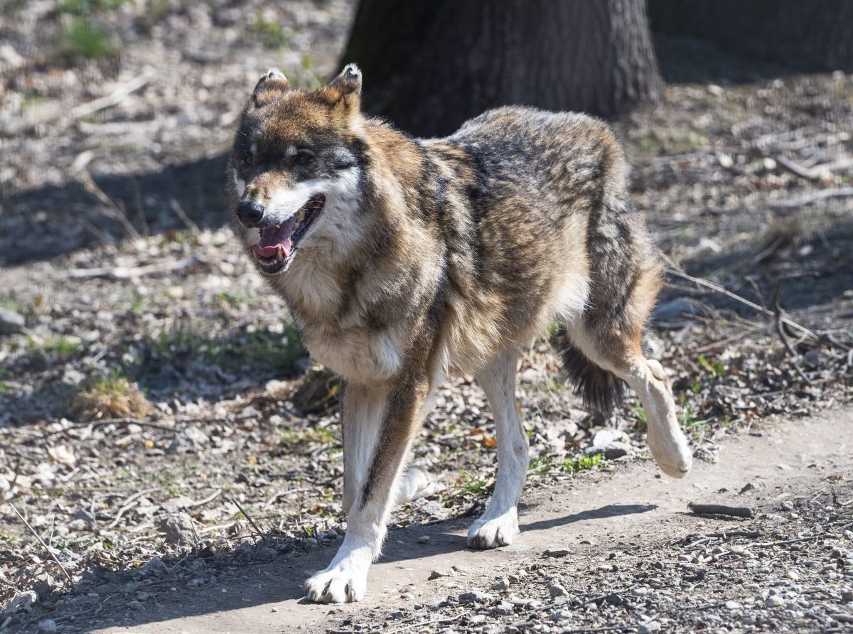 MPRV: V poľovníckej sezóne 2023/2024 by sa mohlo odloviť 60 vlkov
