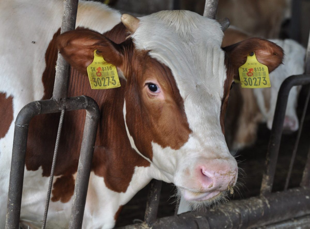 SPPK víta zmiernenie podmienok pre chov hospodárskych zvierat