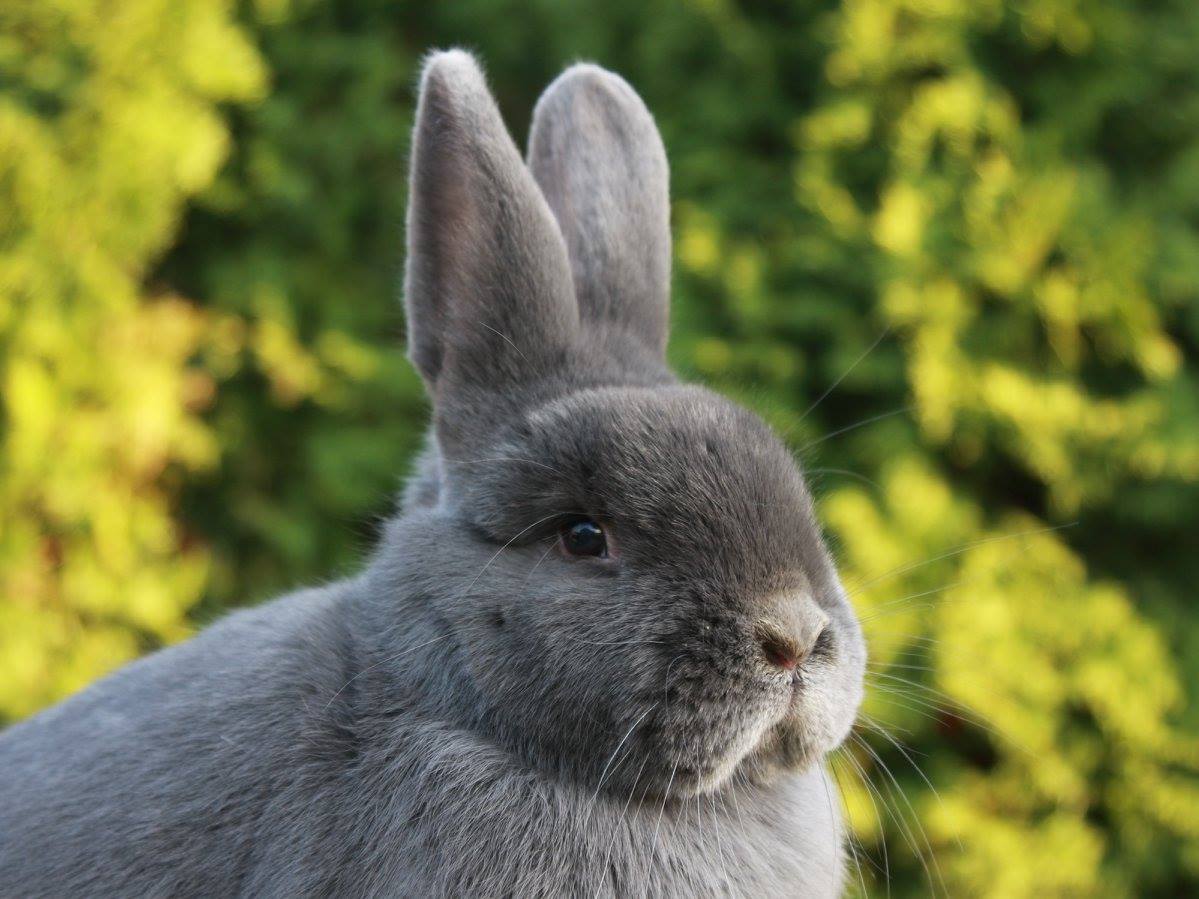Slovenské plemeno králika uznané na americkom kontinente