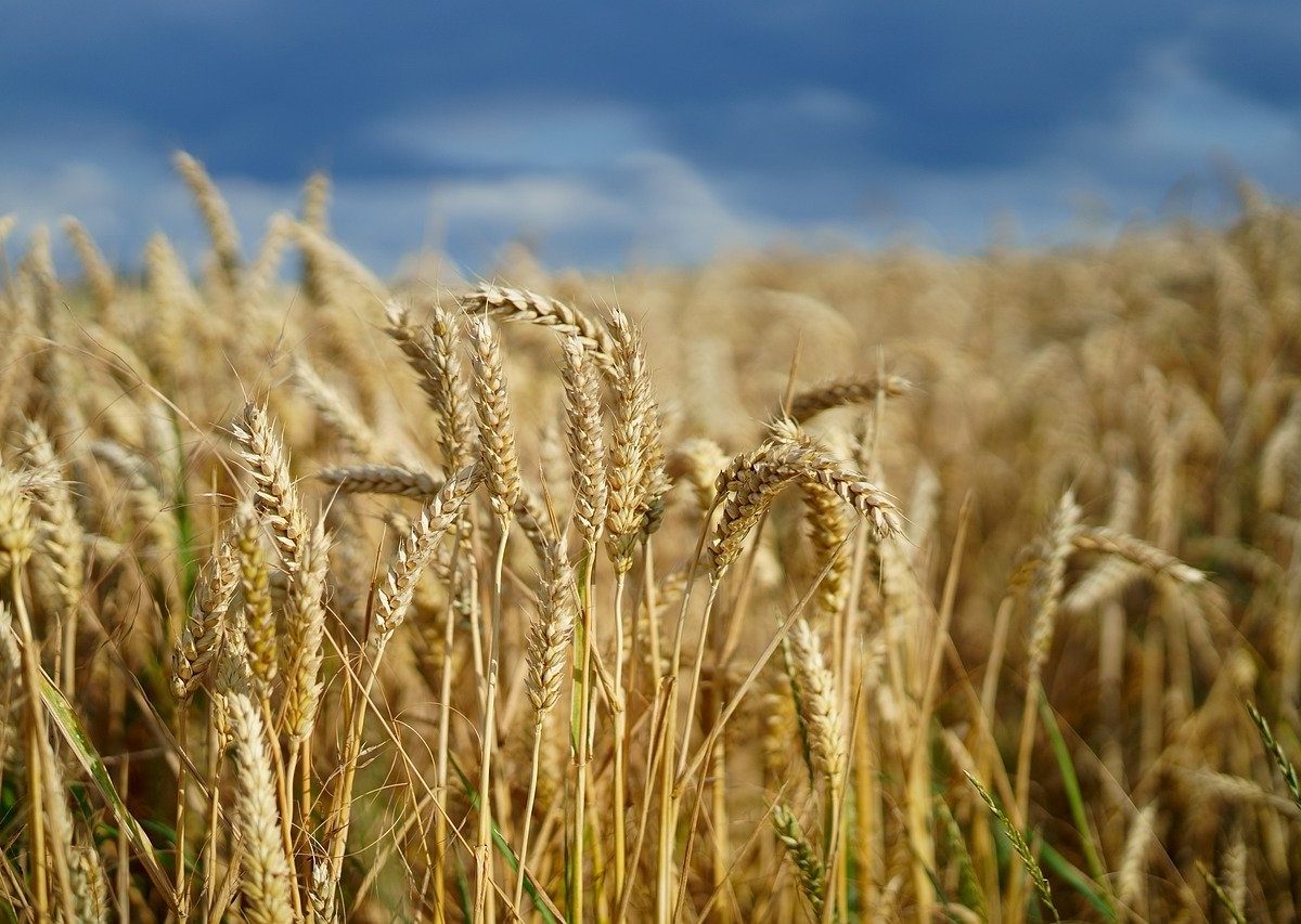 Takáč: Dovoz ukrajinského obilia spôsobil poľnohospodárom stratu 110 mil. eur