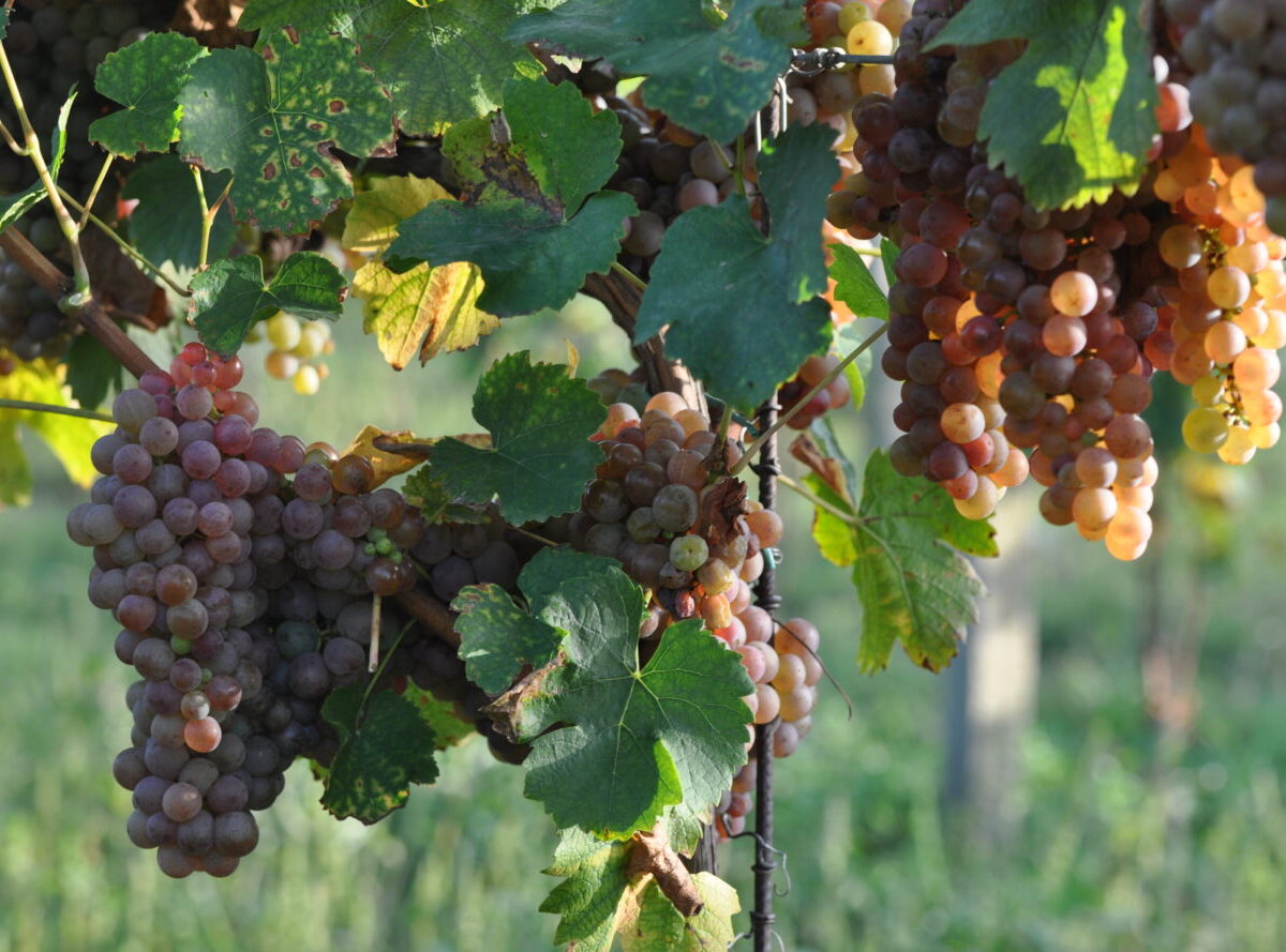 Podporené budú len vinohrady na terasách, z ktorých lacné víno nepotečie