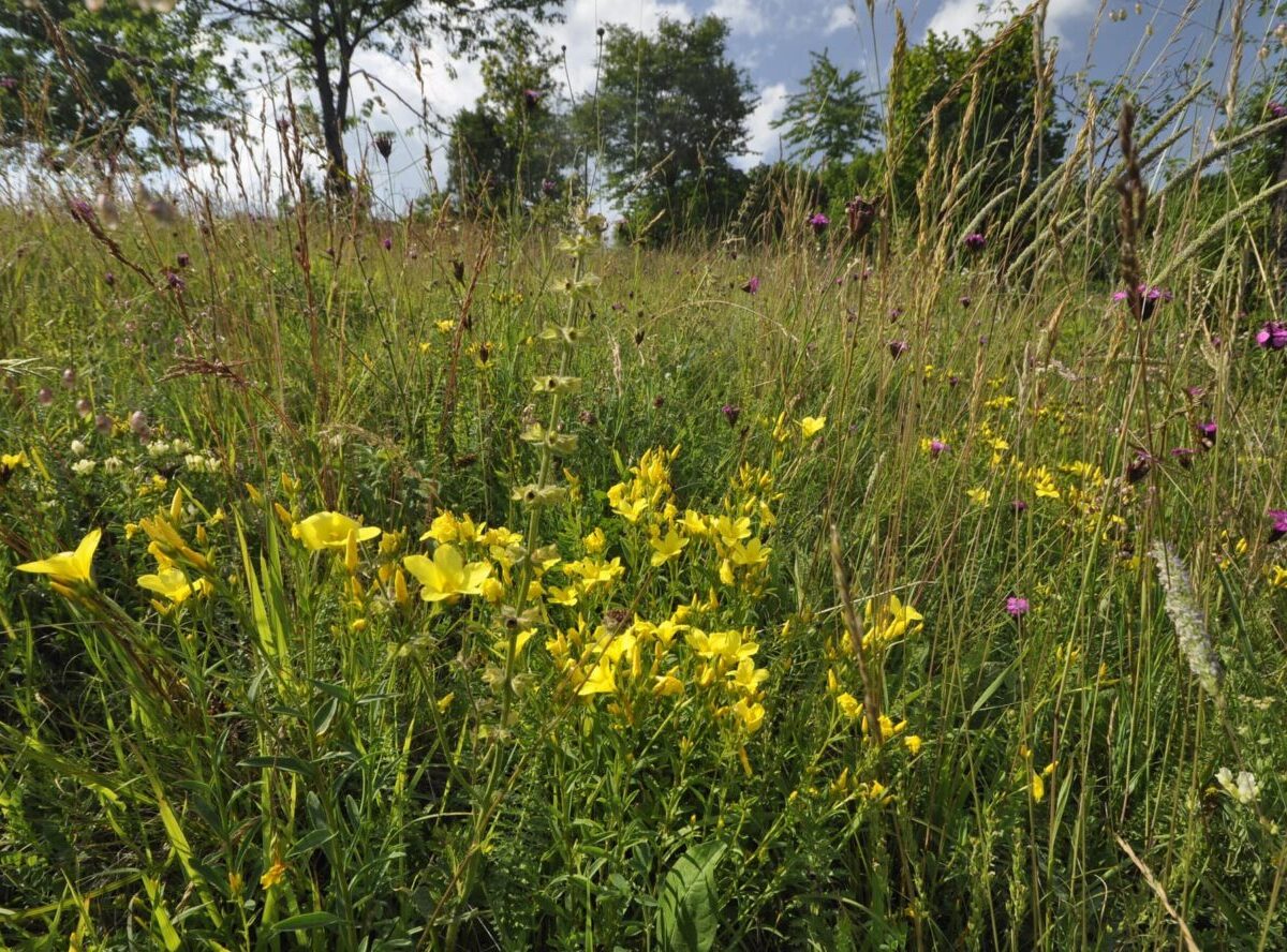 Daphne: Lúky môžu byť pestré vďaka farmárom a dotáciám z EÚ