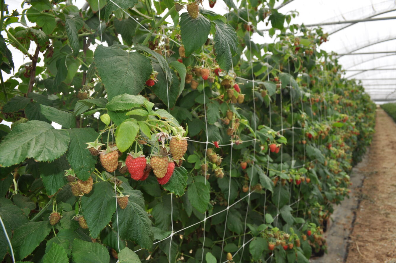 O desaťtisíc víz sa budú uchádzať aj agronómovia, zootechnici, traktoristi či vykosťovači - Poľnoinfo.sk