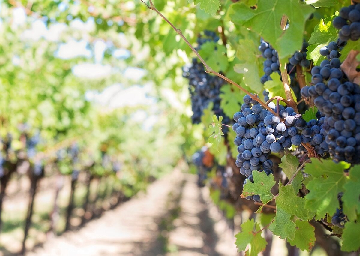 Situácia v sektore vinohradníctva a vinárstva ostáva napätá