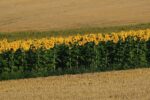 SPPK: Výzvy pre slovenské agropotravinárstvo budú v najbližších rokoch obrovské