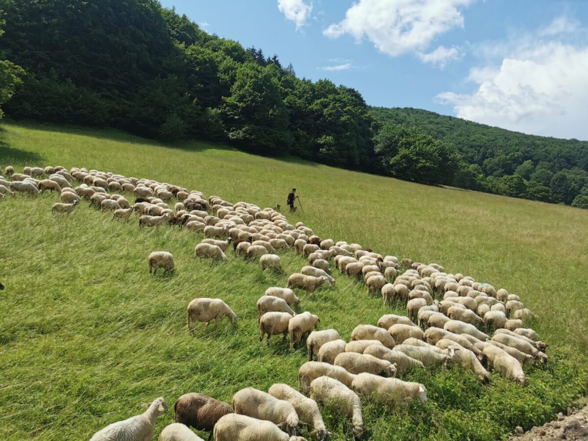 Na konci Vianoc už o veľkonočnej dodávke jahniat