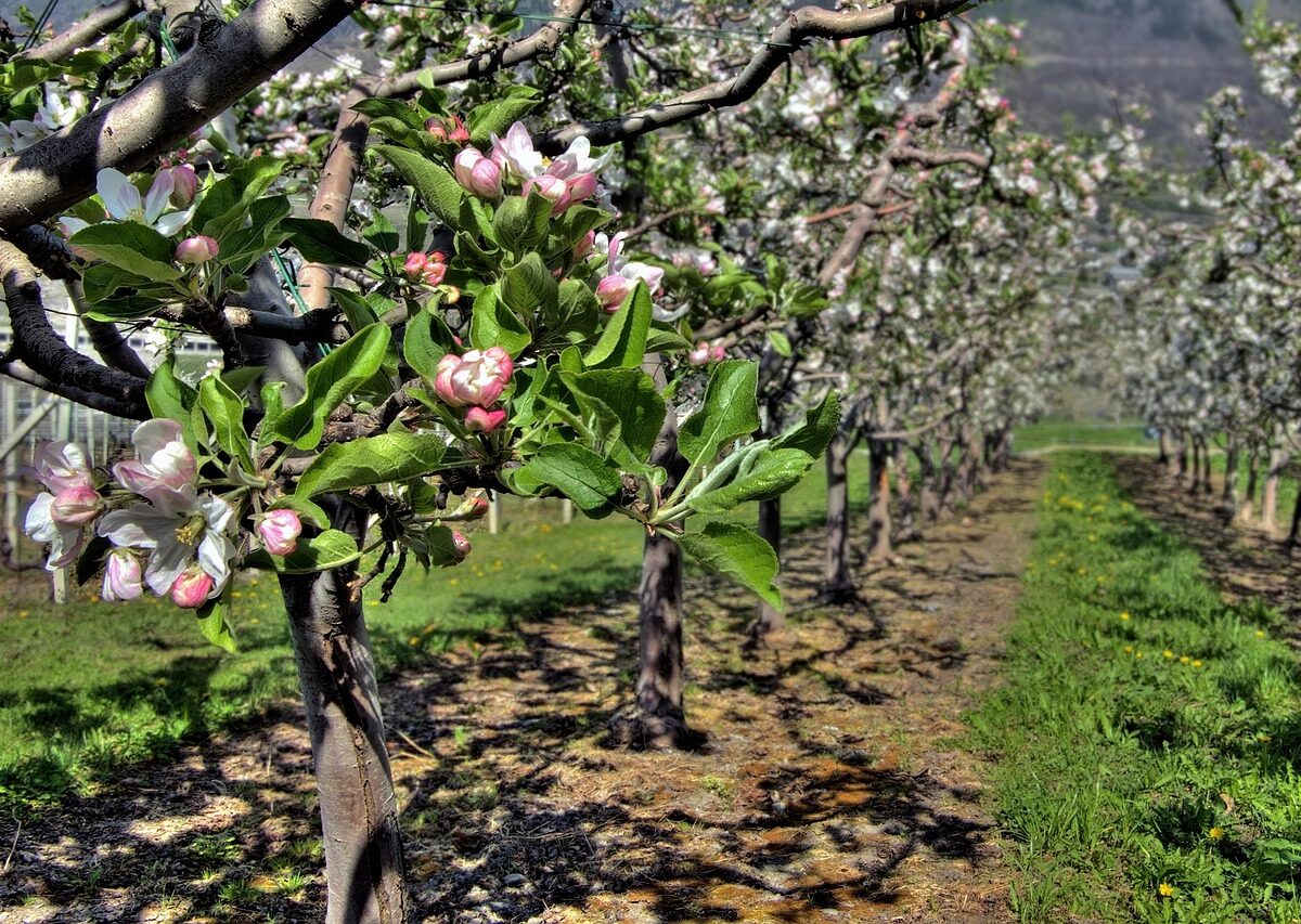 Chladné noci nepoľavujú. Pestovatelia v strehu aj po polovici mája