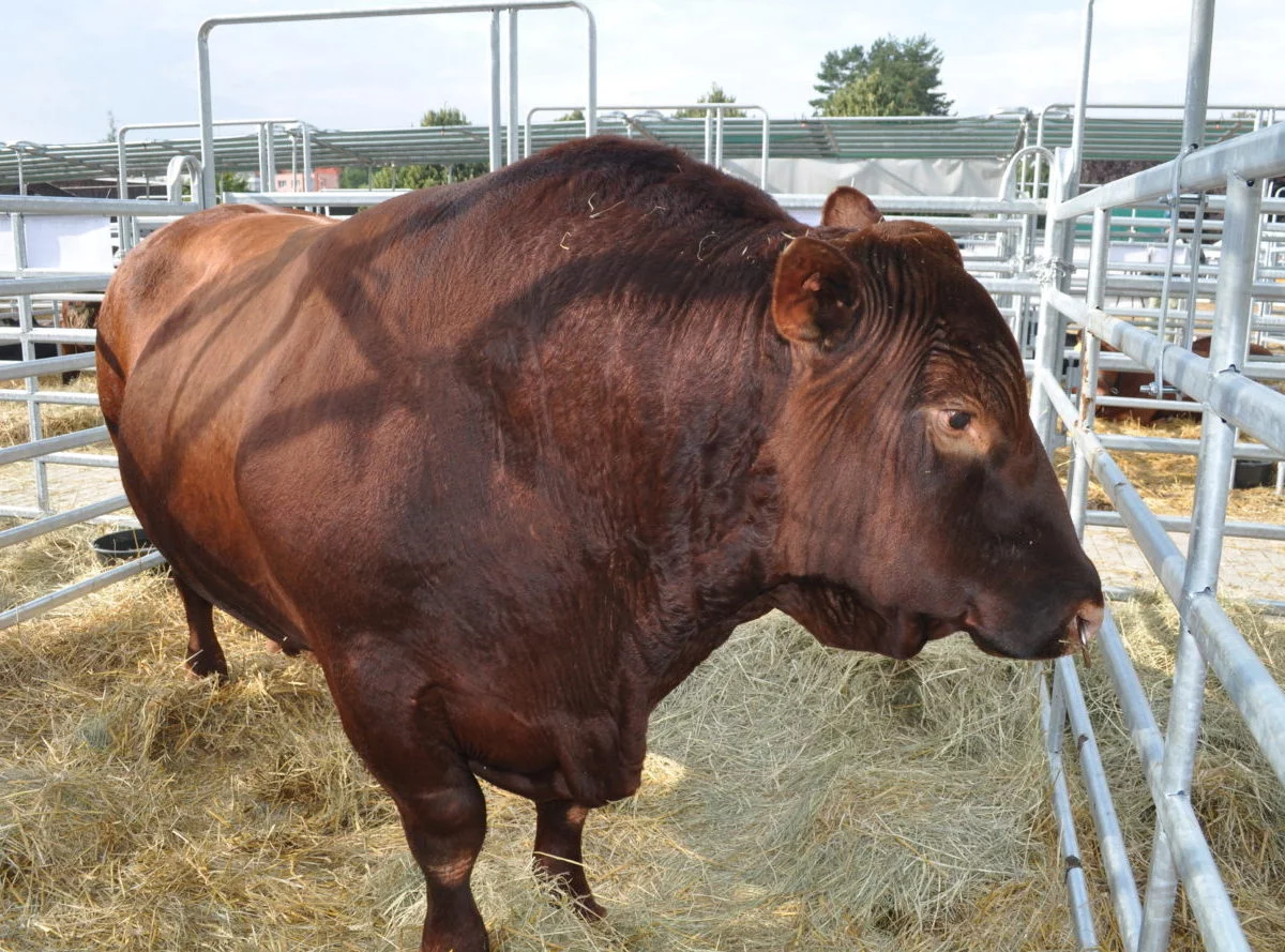 Zlodeji v Nemecku ukradli býčie spermie