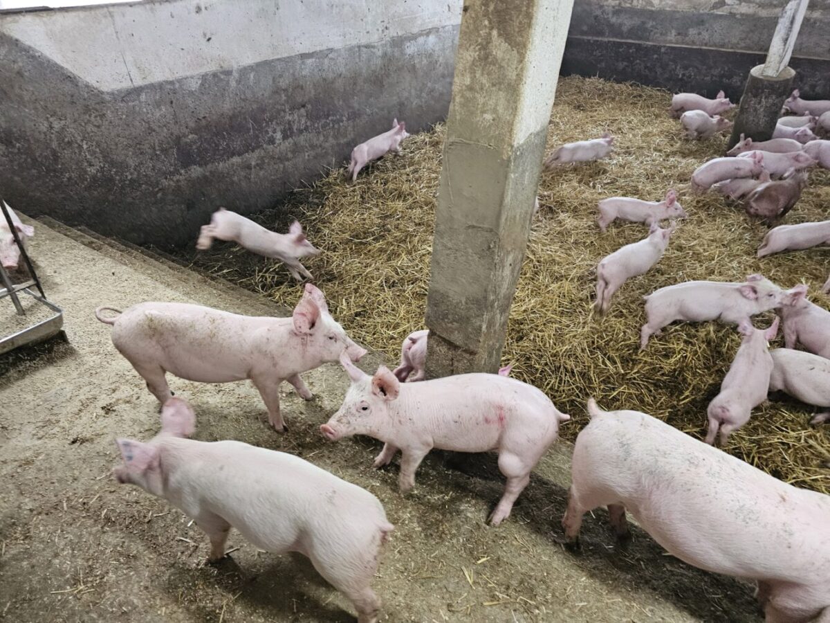 Výkrmom vo Veľkom Ďure ročne prejde vyše 50 tisíc odstavčiat