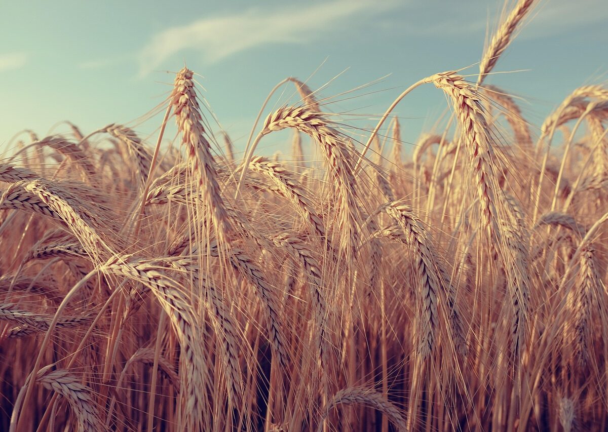 Minister Výborný: Kvóty na dovoz z Ukrajiny sú prísnejšie, podporujú však Kyjev