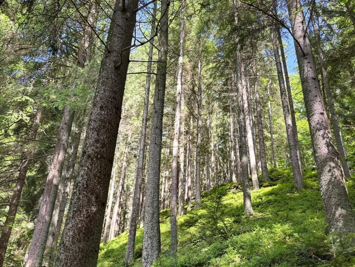 SaS: Drancovanie slovenských lesov sa deje s požehnaním vlády