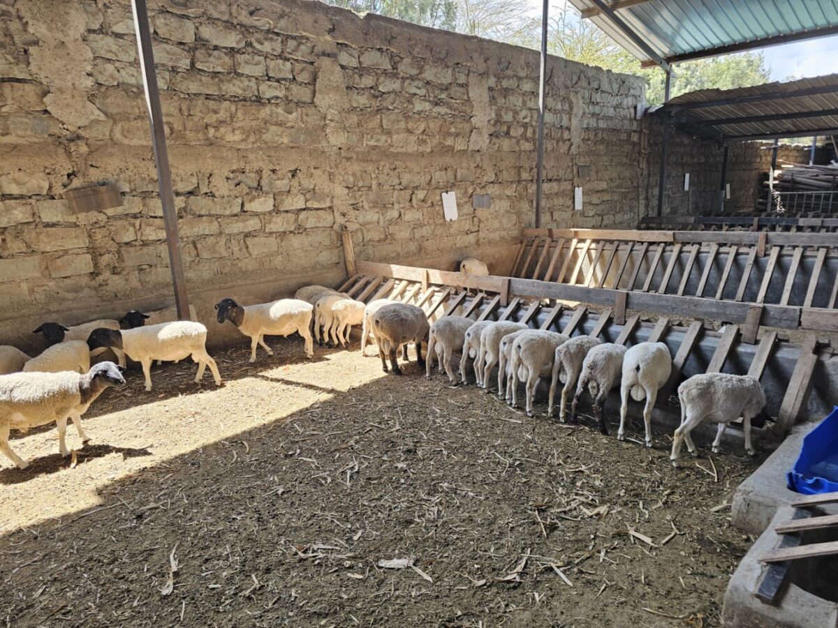 ČR: Chovy s výskytom katarálnej horúčky môžu voľne premiestňovať zvieratá