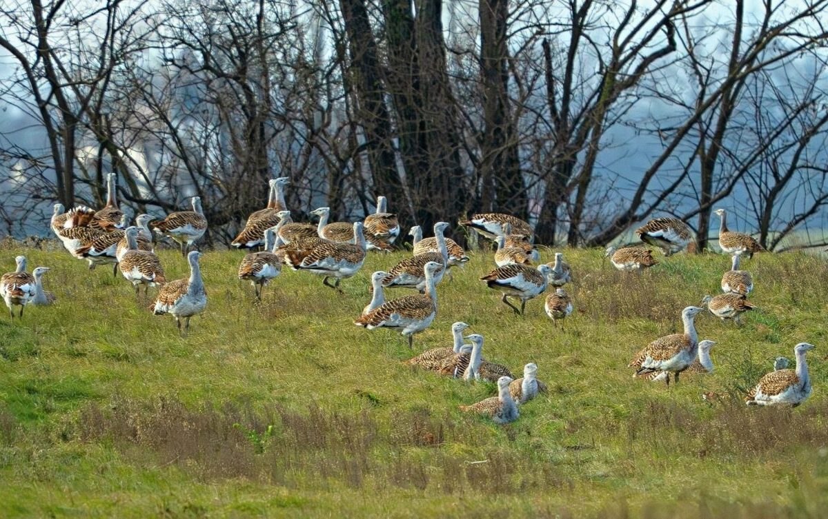 Biopásy priniesli výrazný nárast vtáctva už po troch sezónach