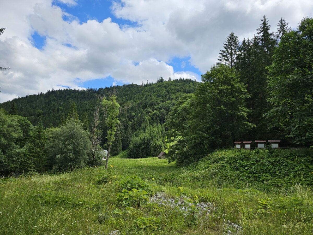 Hlina: MPRV chce vápniť lesy, malo by radšej podporiť zadržiavanie vody