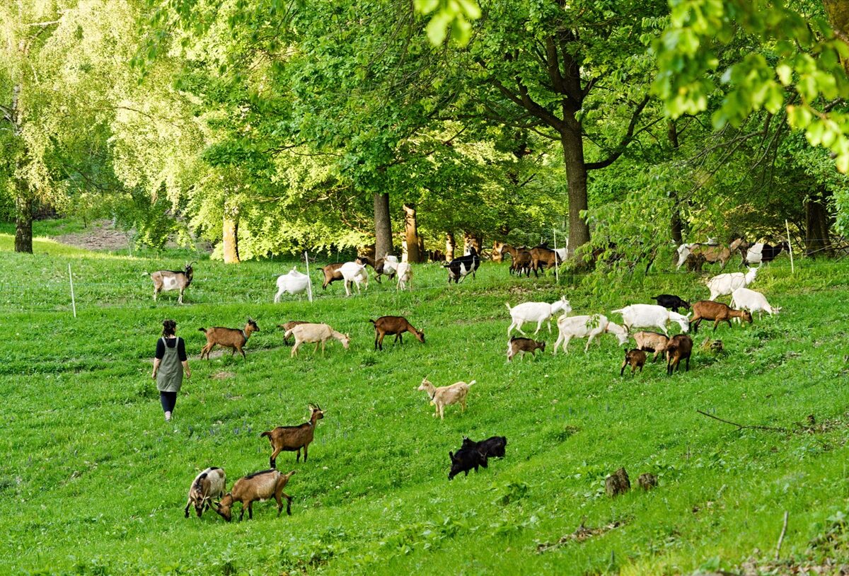 Pestrá krajina: Na Slovensku zarastá 300 000 hektárov poľnohospodárskej pôdy. Je čas citlivo vrátiť časť z nej poľnohospodárom aj prírode