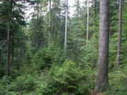 Štátne Lesy SR dosiahli v 1. polroku zisk 247 miliónov Sk