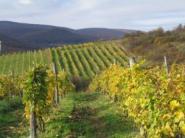 Rada Tokajskej vinárskej oblasti nie je spokojná s krokmi SR