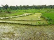 Čína pomôže Angole dopestovať ryžu