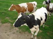 AKTUALITA: Európska komisia predložila sériu opatrení na pomoc trhu s mliekom