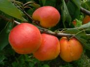 Slovenskí ovocinári majú problém predať úrodu broskýň 