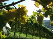 Nový vinohradnícky zákon sprísňuje pravidlá