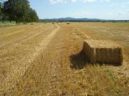 ROZHOVOR: Cena potravinárskej pšenice rastie a bude rásť