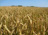 Rusko očakáva produkciu obilia na úrovni 85 miliónov ton