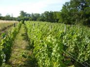 Vinárskou vyhláškou sa v SR ustanovuje šesť vinohradníckych oblastí 