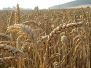 Úroda obilia v Rusku nižšia ako minulý rok, ale stále vysoká