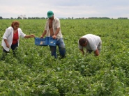 Agrosektor za rok a pol muselo opustiť 13,4% pracovníkov