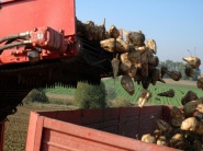 Doplnené: Ukrajina zozbiera viac ako 10 miliónov ton cukrovej repy