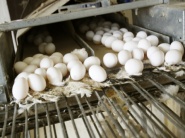 Európski poľnohospodári produkujú menej vajec