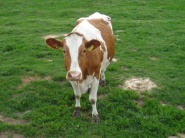 Producenti mlieka dostanú do konca júna 2010 od EÚ jednorazovú podporu