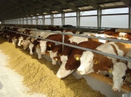 VLÁDA: Producentom mlieka sa poskytne jednorazová podpora z prostriedkov EÚ