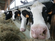 V Trnavskom kraji vlani klesli počty kráv, stavy ošípaných sa zvýšili