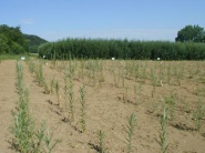 Pestovanie drevín na biomasu bude regulovať vládne nariadenie