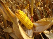 Vysoká rentabilita pestovania kukurice zvyšuje jej výmery