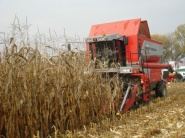 Predpokladajú svetový nárast plôch kukurice