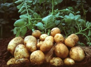 GM zemiaky vyvolávajú rozpory 