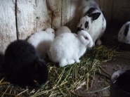 V Rusku majú záujem rozvíjať veľkochov králikov