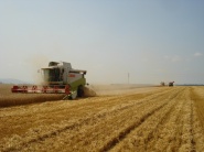 Tržby z úrody obilnín klesnú asi o 161,73 milióna eur