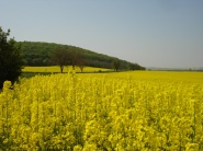 V EÚ prekvitá výroba bioetanolu