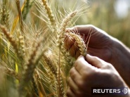 Ukrajina uvažuje o zavedení kvót na vývoz obilia