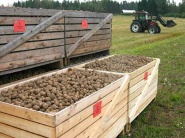 V Nemecku zozbierali prvú úrodu GM zemiakov