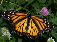 Víkendová zaujímavosť: Motýľ Monarch môže stratiť svoje tradičné miesta prezimovania