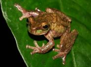 Víkendová zaujímavosť: Vedci objavili druh žaby, ktorý považovali za vyhynutý