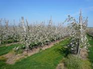 Opravené - V sadoch Bioplantu v Ostraticiach začali zber jabĺk