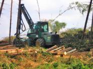 Problémom pri plánovaní dodávok dreva sú náhodné ťažby