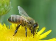 Produkciu medu obmedzuje mor včelieho plodu a vysoký vek včelárov